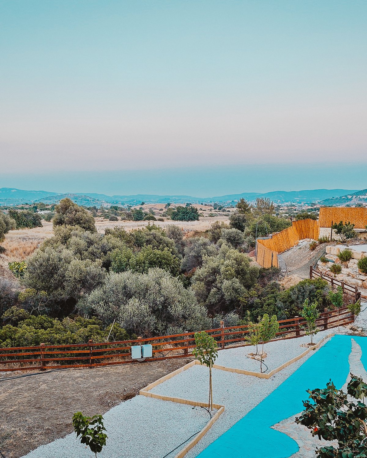 Olive grove at golden hour